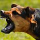 Aggressività del cane