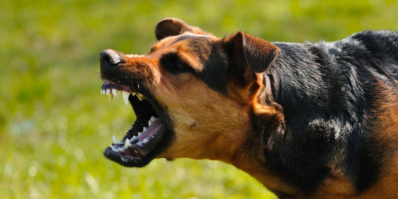 Aggressività del cane