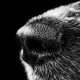 Olfatto del cane