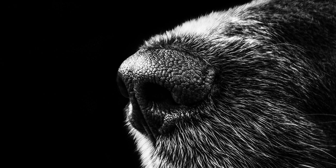 Olfatto del cane