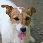 Chantal Di Albascura _ Allevamento Jack Russell Terrier