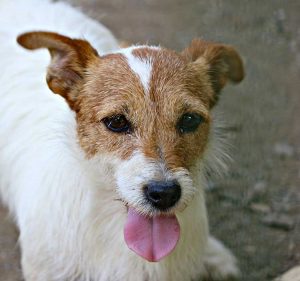 Chantal Di Albascura _ Allevamento Jack Russell Terrier