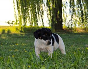 Cuccioli _ Allevamento Jack Russell Terrier