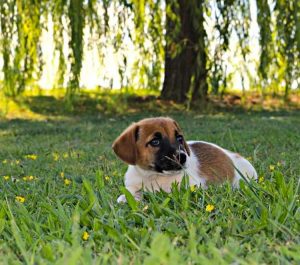 Cuccioli _ Allevamento Jack Russell Terrier