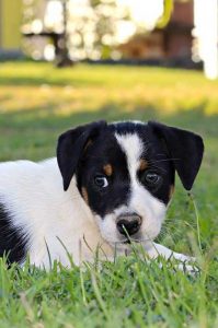 Cuccioli _ Allevamento Jack Russell Terrier