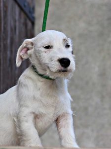 Cuccioli _ Allevamento Jack Russell Terrier