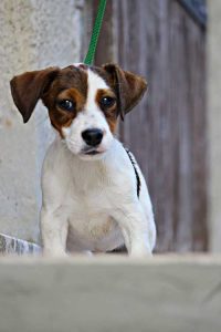 Cuccioli _ Allevamento Jack Russell Terrier