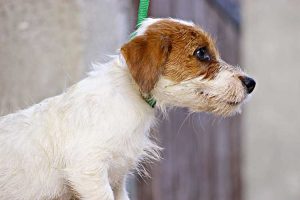 Cuccioli _ Allevamento Jack Russell Terrier