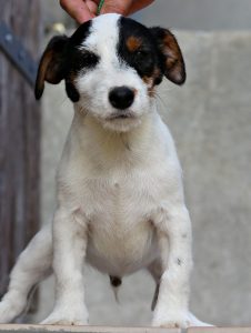 Cuccioli _ Allevamento Jack Russell Terrier