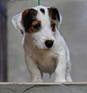 Cuccioli _ Allevamento Jack Russell Terrier