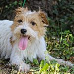 Fibi Di Albascura _ Allevamento Jack Russell Terrier
