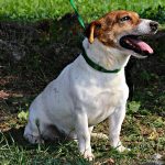 Floyd Di Albascura _ Allevamento Jack Russell Terrier
