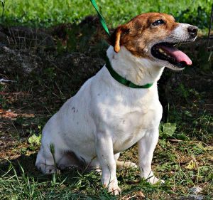 Floyd Di Albascura _ Allevamento Jack Russell Terrier