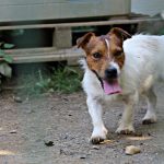 Gino Di Albascura _ Allevamento Jack Russell Terrier