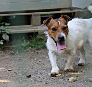 Gino Di Albascura _ Allevamento Jack Russell Terrier
