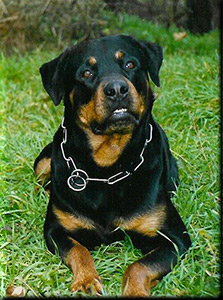 igor_dialbascura Igor Di Albascura _ Rottweiler