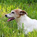 Milly Di Albascura _ Allevamento Jack Russell Terrier
