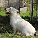 Perla Di Albascura _ Allevamento Jack Russell Terrier