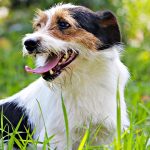 Pippi Di Albascura _ Allevamento Jack Russell Terrier