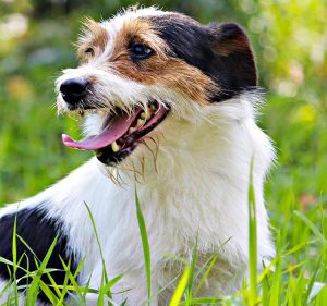 Pippi Di Albascura _ Allevamento Jack Russell Terrier