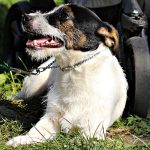 Pluto Di Albascura _ Allevamento Jack Russell Terrier
