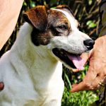 Thor Di Albascura _ Allevamento Jack Russell Terrier