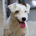 Tilly Di Albascura _ Allevamento Jack Russell Terrier