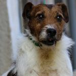 Unkas Di Albascura _ Allevamento Jack Russell Terrier