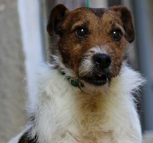 Unkas Di Albascura _ Allevamento Jack Russell Terrier