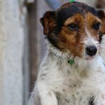 Viola Di Albascura _ Allevamento Jack Russell Terrier